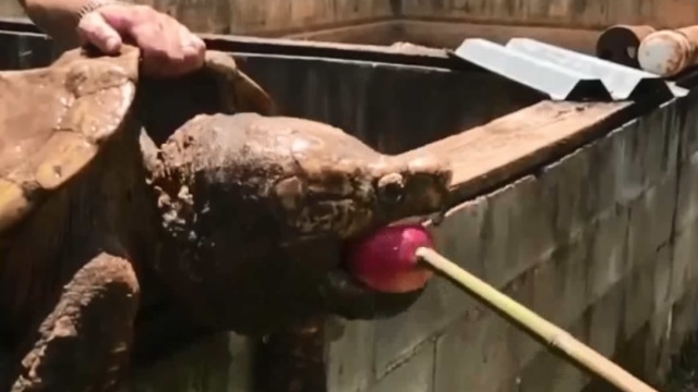 大鳄龟瞬间咬碎苹果，汁水四溅